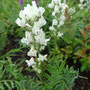 Oxytropis campestris (Northern Oxytrope)