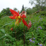 Aquilegia formosa (Western Columbine)