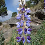 Lupinus montanus (subendémique)