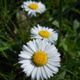 Pâquerette (Bellis perennis)
