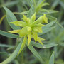 Euphorbia lamarckii