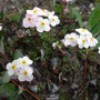 Androsace chamaejasme (Rock Jasmine)