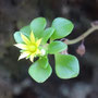 Aeonium lindleyi sp. lindleyi