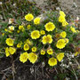 Potentilla hyperarctica