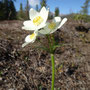 Anemone narcissiflora (Narcissus-Flowered Anemone)