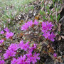 Rhododendron lapponicum (Lapland Rosebay)