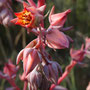 Echeveria gibbiflora (endémique)