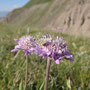 Scabiosa songarica