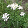 Achillea borealis (Northern Yarrow)