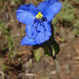 Commelina tuberosa
