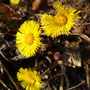 Tussilage (Tussilago farfara)