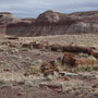 Petrified Forest national park