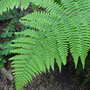 Dryopteris oligodonta