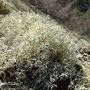 Cladonia portentosa