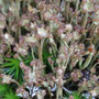 Cladonia gracilis 