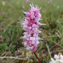 Polygonum bistorta (Pink Plumes)