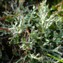 Cladonia rangiformis