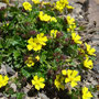 Potentilla sp. 