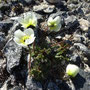 Papaver dahlianum ssp. polare