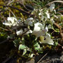 Cladonia foliacea sp. endiviifolia