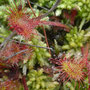 Droséra à feuilles rondes (Drosera rotundifolia)
