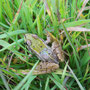 Grenouille verte