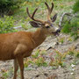 Wapiti de Roosevelt