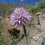 Allium carolinianum