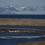 Isfjorden