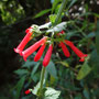 Russelia sarmentosa (Amérique centrale)