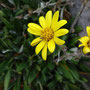 Robinsonecio gerberifolius (subendémique)