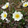 Dryas octopetala (Mountain Avens)
