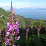 Epilobium angustifolium (Tall Fireweed)