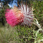 Cirsium ehrenbergii (endémique)