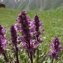 Pedicularis albertii