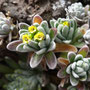 Draba nivicola (endémique)