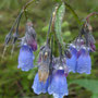 Mertensia paniculata (Bluebells)
