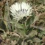 Centaurea cheiranthifolia