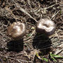 Champignon à déterminer