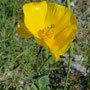 Papaver croceum