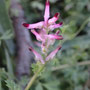 Fumaria muralis