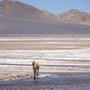 Salar de Tara