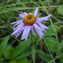 Aster sibiricus (Siberian Aster)