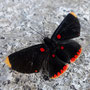 Melanis pixe