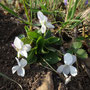 Violette blanche (Viola alba)