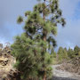 Pinus canariensis
