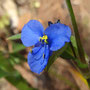Commelina tuberosa (subendémique)