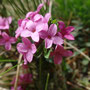 Daphne camélée (Daphne cneorum)