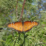 Papillon Reine (Danaus gilippus)