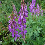 Hedysarum alpinum (Eskimo Potato)